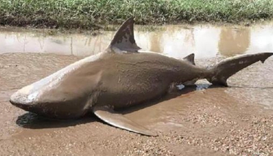 澳大利亞遭遇颶風襲擊 鯊魚被衝上路面