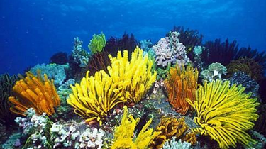 海南：記者直擊海底珊瑚培植