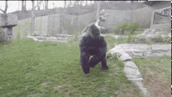 美國：猩猩不滿被嘲笑扔大便 呆萌奶奶慘“中槍”