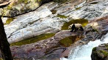 實拍：野生大熊貓下山喝水 河邊奔跑