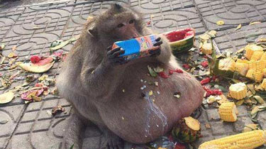 泰國猴子胖成豬 疑因遊客投食過度