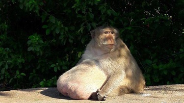 泰國“胖猴”走紅網絡