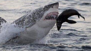 南非：大白鯊躍起空中掠食
