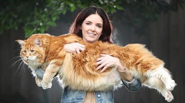 驚人！澳大利亞“網紅貓”長1.2米 或打破吉尼斯世界紀錄