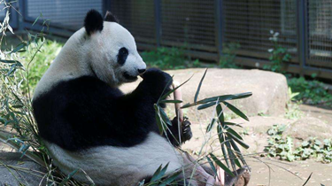 期待！時隔五年 上野動物園熊貓“真真”或再生寶寶