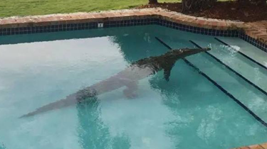美佛羅裏達州家庭泳池驚現鱷魚