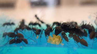 新加坡：養螞蟻 漸流行
