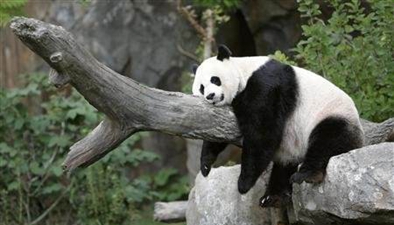 旅美大熊貓被“虐待”？真相是這樣！