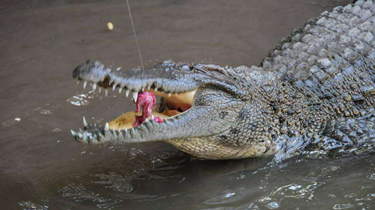 泰國：鱷魚表演出意外 男子“魚”嘴逃生