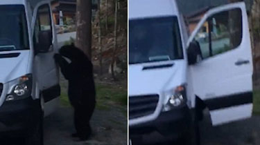 加拿大：黑熊輕松開車門 跳上車後鳴笛示意