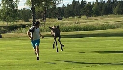 瑞典高爾夫球手被駝鹿追得滿場跑
