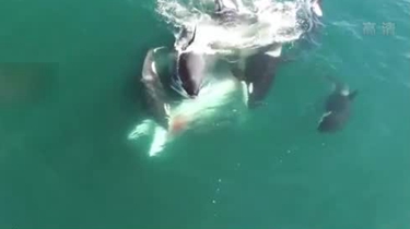 罕見！小須鯨慘遭虎鯨群攻 力盡被食