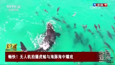 暢快！無人機拍攝虎鯨與海豚海中嬉戲