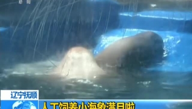 遼寧撫順：人工飼養小海象滿月啦