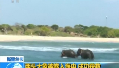 斯裏蘭卡：兩頭大象被卷入海中 成功獲救