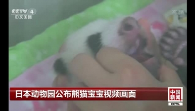 日本動物園公布熊貓寶寶視頻畫面