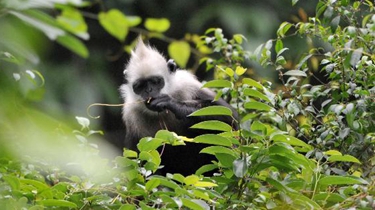 世界瀕危動物白頭葉猴種群數量增至千只