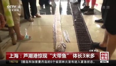 上海：蘆潮港驚現“大帶魚” 體長3米多