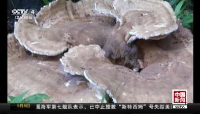 雲南普洱：發現巨型蘑菇 周長近1.8米