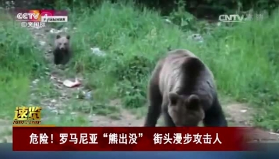 危險！羅馬尼亞“熊出沒” 街頭漫步攻擊人