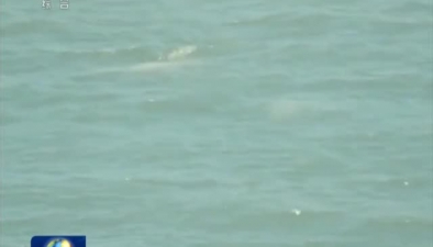 鼓浪嶼周邊頻現中華白海豚