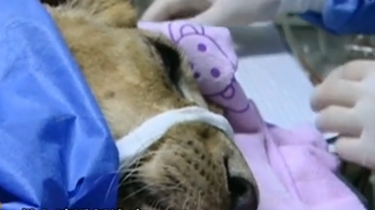 寵物醫院收治了一頭獅子！ 醫生：第一次遇到