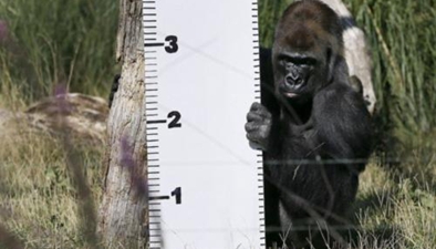 倫敦：動物園年度體檢日 各類動物齊“上秤”