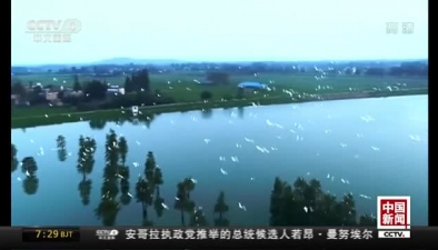 安徽廬江：上萬白鷺翩翩起舞 美景勝畫卷
