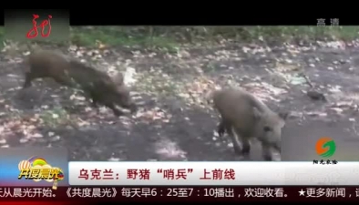 烏克蘭：野豬“哨兵”上前線