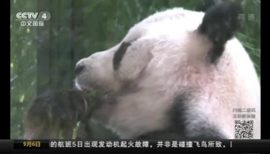 大熊貓拉近中國與世界的距離