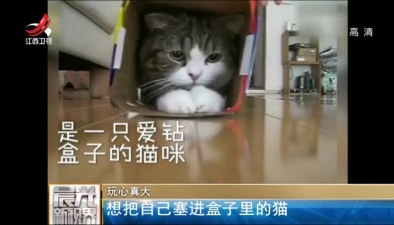玩心真大：想把自己塞進盒子裏的貓