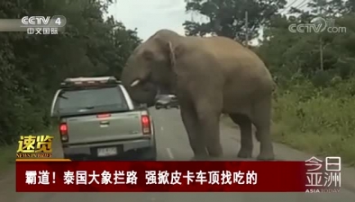 霸道！泰國大象攔路 強掀皮卡車頂找吃的