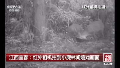江西宜春：紅外相機拍到小麂林間嬉戲畫面