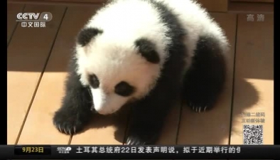陜西：4只新生熊貓亮相 3只公開徵名
