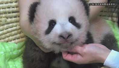 日本：日本出生的熊貓幼崽取名“香香”