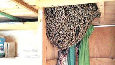 澳大利亞：蜜蜂造訪住宅 墻壁中築巢