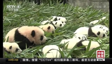 中國大熊貓保護研究中心2017級大熊貓寶寶首次集體亮相