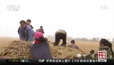 1149公斤！中國超級雜交稻畝産創紀錄