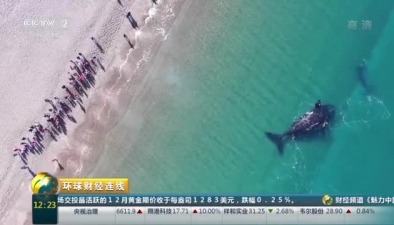 成群南露脊鯨聚集阿根廷海岸 吸引大批遊客