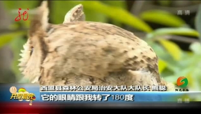 雲南：領角幼鳥落單 緊急救助