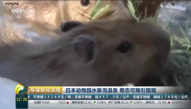 日本動物園水豚泡溫泉 憨態可掬引圍觀