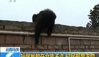 雲南馬關：短尾猴賴在倉庫不走 村民報警求助