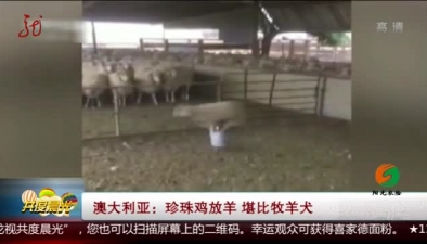 澳洲：珍珠雞放羊
