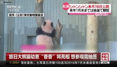 旅日大熊貓幼崽“香香”將亮相 想參觀需抽簽