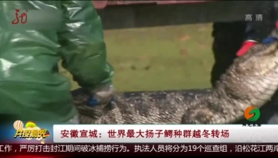 安徽宣城：世界最大揚子鱷種群越冬轉場