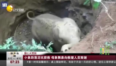 愛心大營救：小象跌落泥坑獲救 母象舞鼻向救援人員致謝