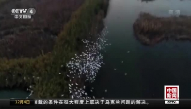 江蘇泗洪：洪澤湖濕地群鷺共舞