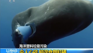 海洋塑膠垃圾污染：令人心碎 鯨誤食塑膠桶