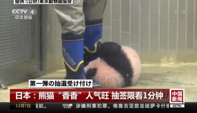 日本：熊貓“香香”人氣旺 抽簽限看1分鐘
