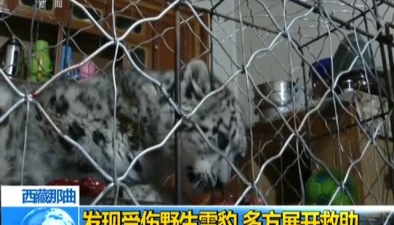 西藏那曲：發現受傷野生雪豹 多方展開救助